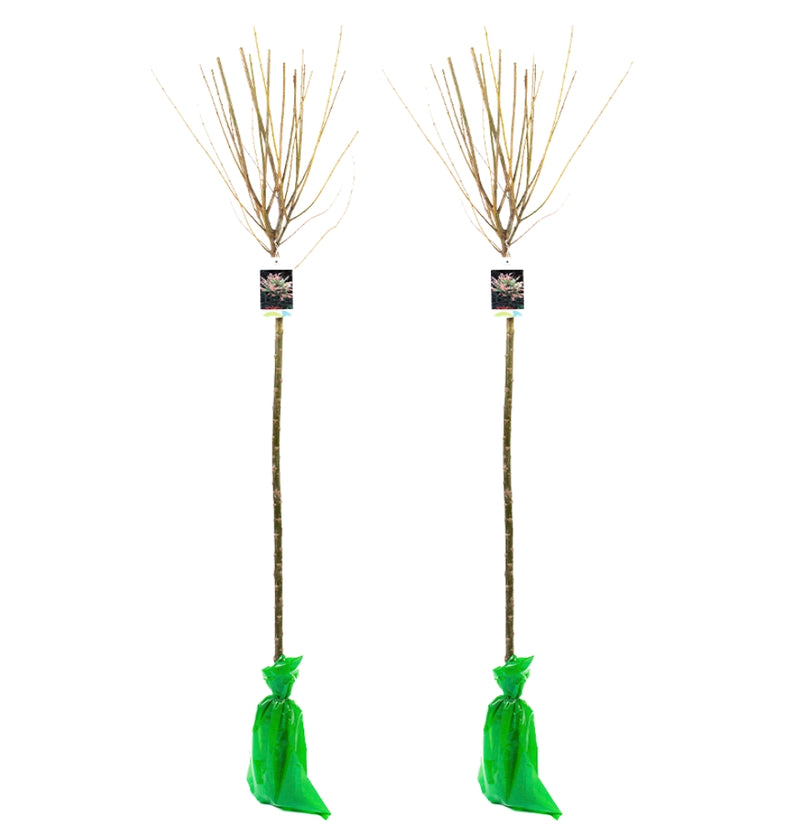 NatureNest Set van 2 XXL Salix Integra Hakuro Nishiki ( Flamingo Boom )