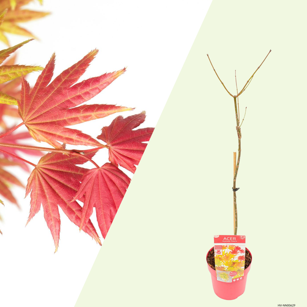 Acer shirasawanum Moonrise (Japanse Esdoorn) Geel tot rood verkleurend blad