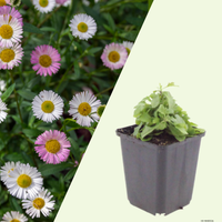 3 Mexicaans Madeliefje ‘Erigeron karvinskianus’ Ø9 cm ↕15 cm