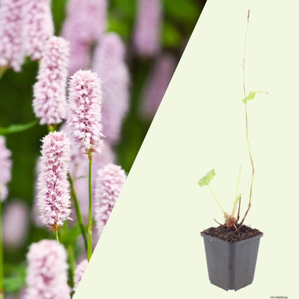 3 Adderwortel ‘Persicaria bistorta’ Ø9 cm ↕15 cm