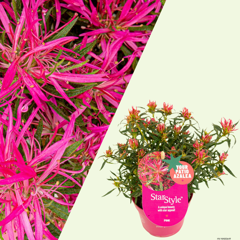 Rhododendron Azalea StarStyle Pink (Azalea StarStyle Pink) set van 6, Roze bloemen met compacte groei