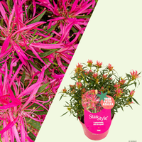 Rhododendron Azalea StarStyle Pink (Azalea StarStyle Pink) set van 6, Roze bloemen met compacte groei