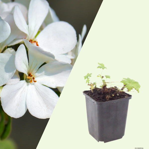 3 Ooievaarsbek ‘Geranium macrorrhizum White Ness’ Ø9 cm ↕15 cm