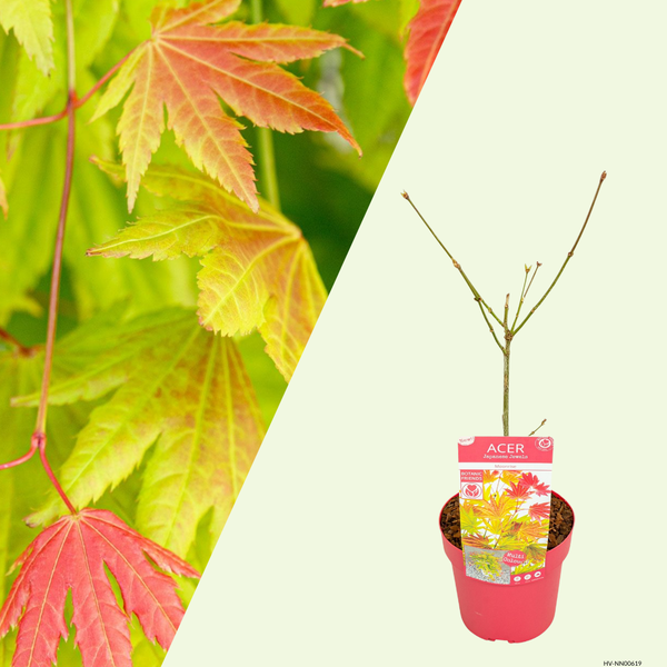 Acer shirasawanum Moonrise (Japanse Esdoorn) Geel rood kleurverloop voor halfschaduw