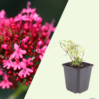 Centranthus ruber 'Coccineus' (Rode spoorbloem) set van 3, Voor zonnige border en rotstuin