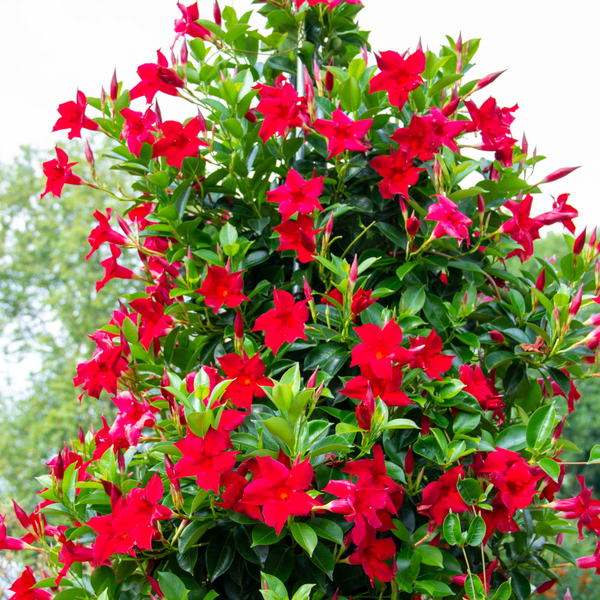 Dipladenia / Mandevilla (Mandevilla mix) Set van 3, bloeiende klimplanten