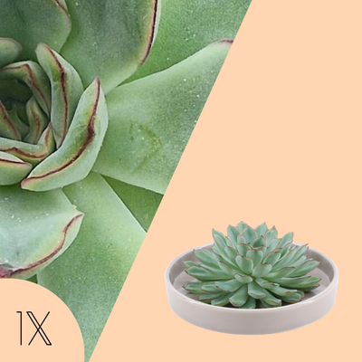 Echte Succulent groen in taupe keramiek schaal - Ø12-14 cm ↕5 cm - 1x Echeveria Pulidonis - vetplant