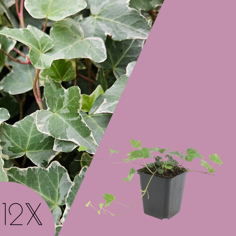 12 Klimopplanten | Hedera helix 'Glacier' | Tuinplanten | Planten