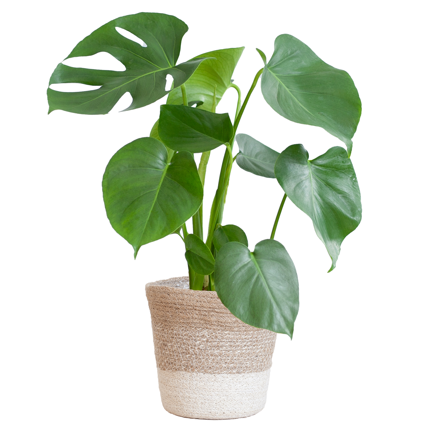 Monstera Deliciosa met Lissabon mand wit  - 50cm - Ø17