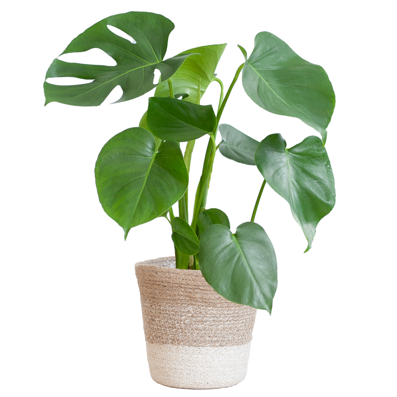 Monstera Deliciosa met Lissabon mand wit  - 50cm - Ø17