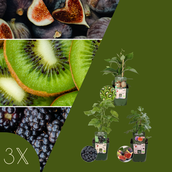Bio Fruitplanten Mix 'Zoete Oogst' (3 stuks)