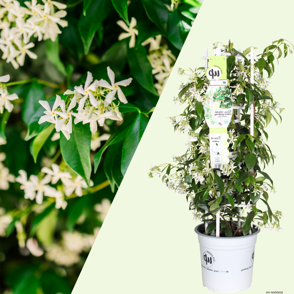 1 Toscaanse jasmijn ‘Trachelospermum jasminoides’ Ø23 cm ↕80 cm