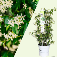 1 Toscaanse jasmijn ‘Trachelospermum jasminoides’ Ø23 cm ↕80 cm