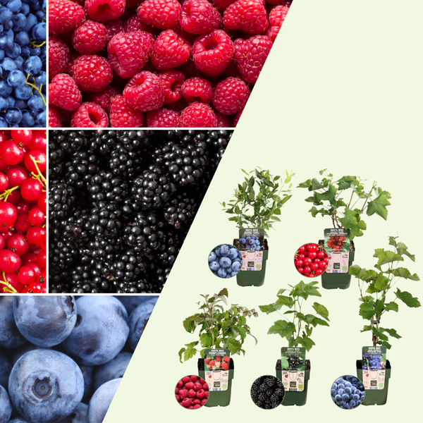 Bio Fruitplanten Mix 'Vruchten Oase' (5 stuks)