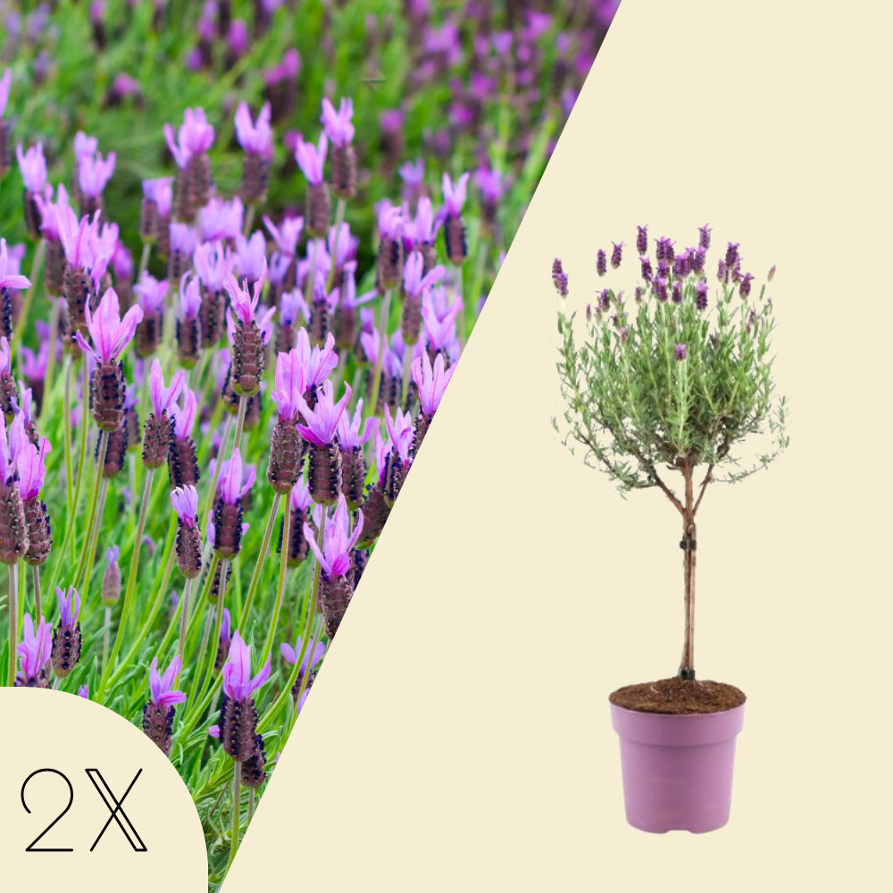 Set van 2 Franse lavendelplanten op stam |  2 x Ø15 cm - ↕50 cm | Planten