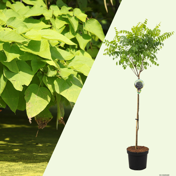 1 Bolacacia Boom ‘Robinia pseudoacacia Umbraculifera’ Ø21 cm ↕100 cm Stam 80 cm