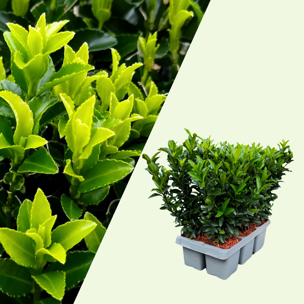 Set mit 6 Euonymus japonicus 'Green Spire' (Buchsbaumersatz) Pflanzen