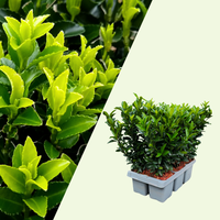Set mit 6 Euonymus japonicus 'Green Spire' (Buchsbaumersatz) Pflanzen