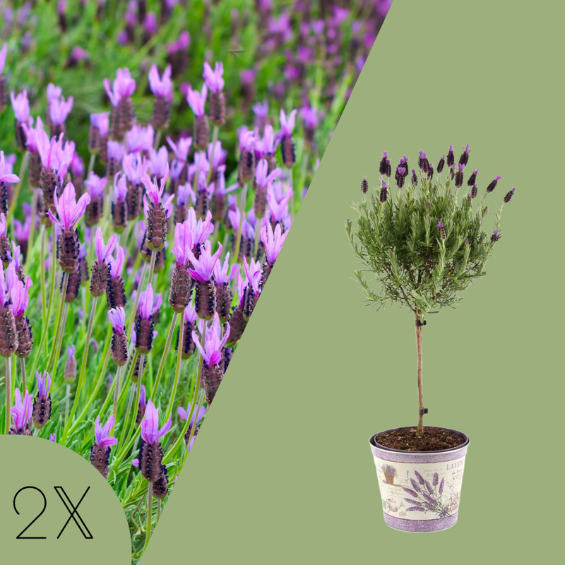 Set van 2 Franse lavendel op stam in sierpot 'Deluxe' | 2 x Ø15 cm - ↕50 cm