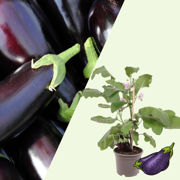 1 Aubergine plant Ø14 cm ↕40 cm