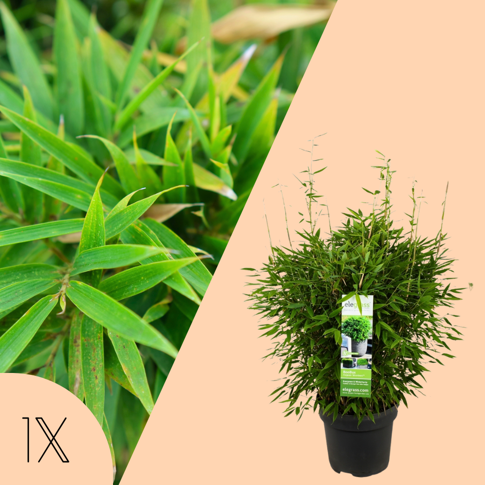 XL Bamboe Plant | 1 x Fargesia moontears 'Boobux' Ø29 cm | ↕60 cm | Planten