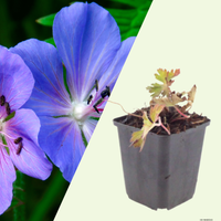 3 Ooievaarsbek ‘Geranium Azure Rush’ Ø9 cm ↕15 cm