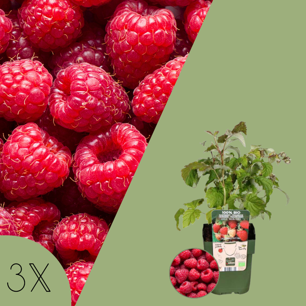 Rubus Idaeus (Framboos) - Set van 3