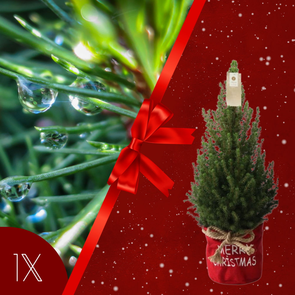 Kerstboom in Xmas Bag rood | 19 cm Ø | 60 cm ↕