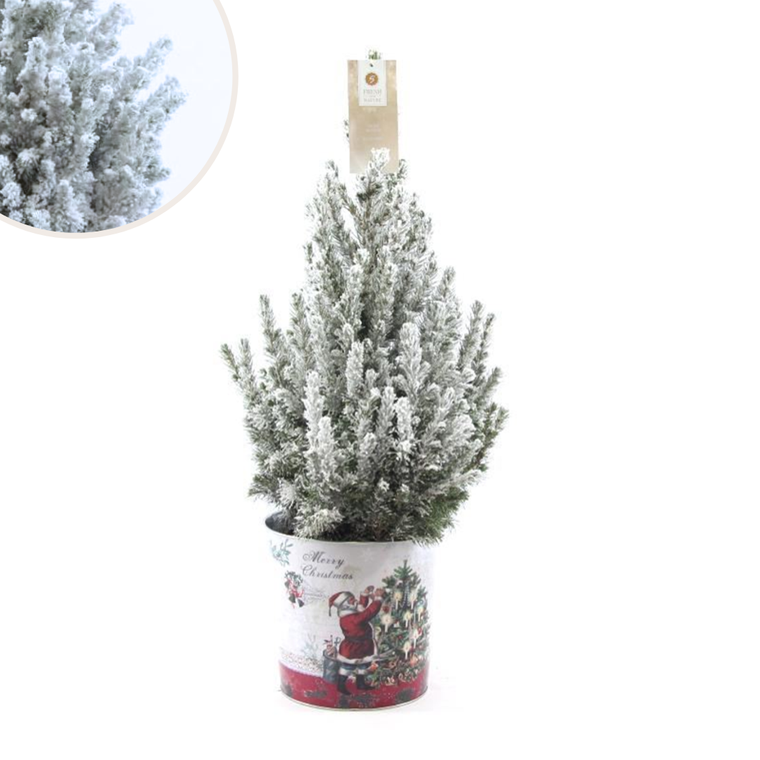 Weihnachtsbaum Picea Conica im Santa Zinc Topf schneebedeckt