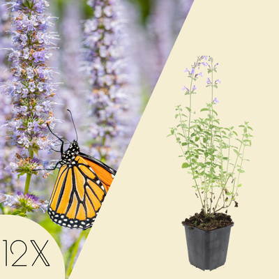 12 kattenkruid planten | Nepeta 'Walker's Low' | Tuinplanten | Planten