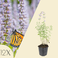 12 kattenkruid planten | Nepeta 'Walker's Low' | Tuinplanten | Planten
