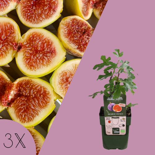 3 Vijgenboom planten | 100% Biologische Fruitplanten | Winterharde Vijgenbomen
