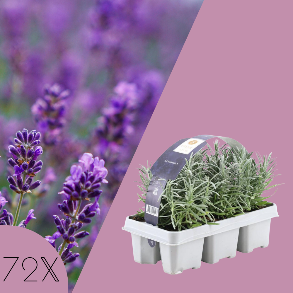 72 Blauwe Lavendelplanten | 12 x Ø7 cm - ↕15 cm | Lavendelplant winterhard | Planten