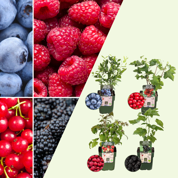 Bio Fruitplanten Mix 'Vruchtenparadijs' (4 stuks)