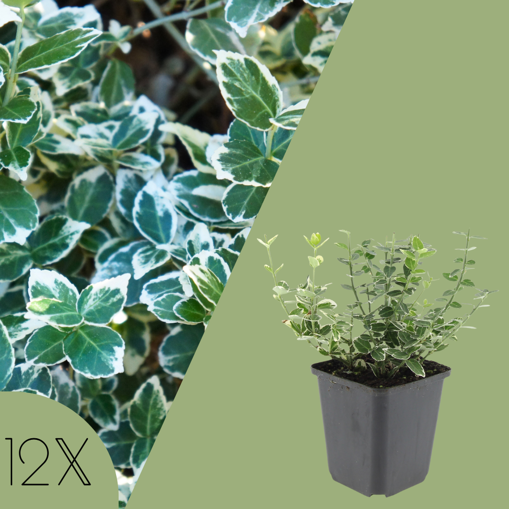 12 Bonte Kardinaalsmuts Planten | Euonymus 'Emerald 'n Gaity' | Tuinplanten