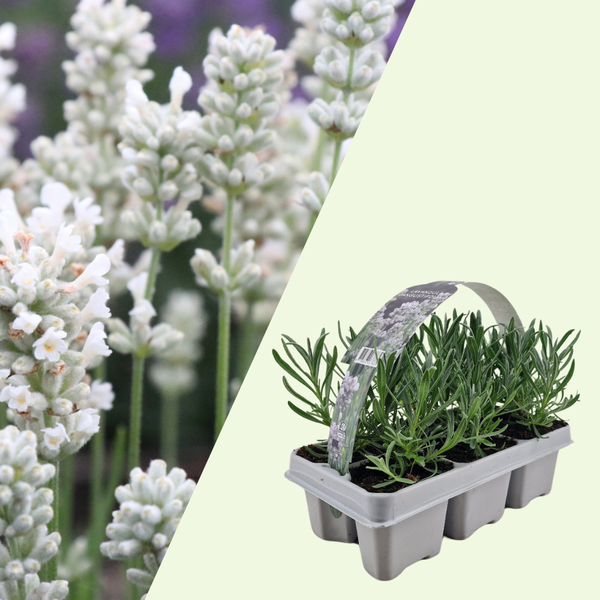 Lavandula Angustifolia 'Edelweiss' (Witte Lavendel)