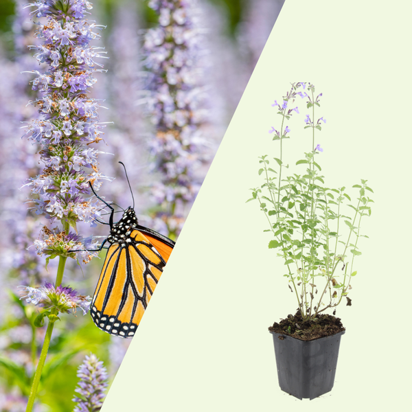 3 Kattenkruid Planten ‘Nepeta Walker’s Low’ Ø9 cm ↕15 cm