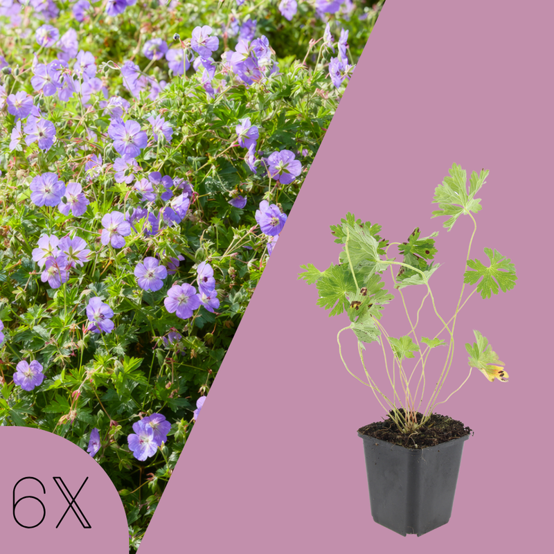 6 Ooievaarsbek Planten | Geranium 'Rozanne' | Tuinplanten | Planten