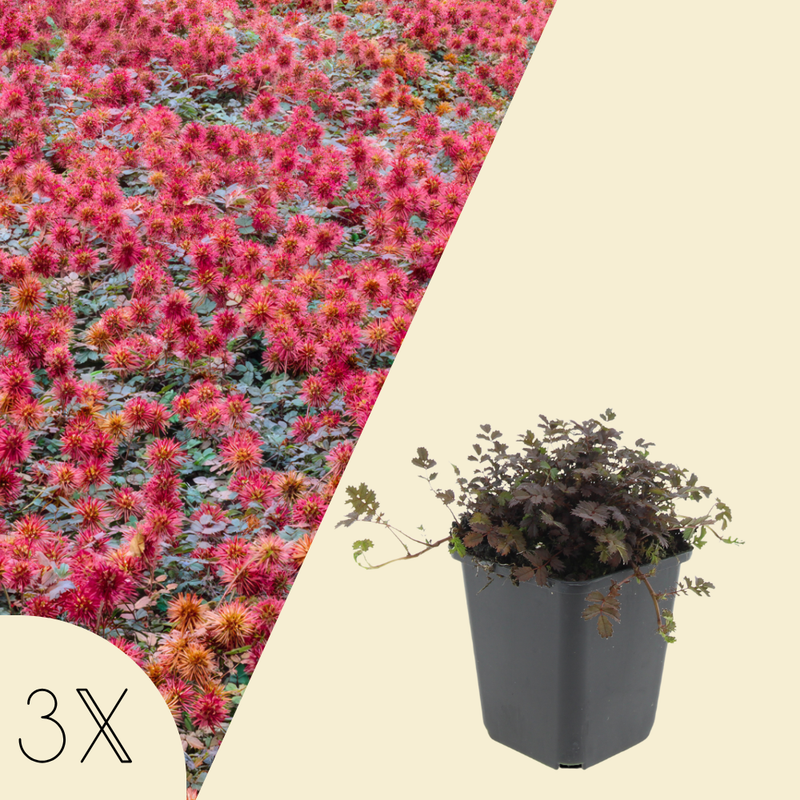 3 Stekelnoot planten | Acaena microphylla 'Kupferteppich' | Tuinplanten | Planten