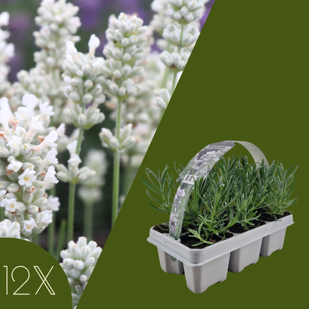12 Witte lavendel planten - Lavendel angustifolia Edelweiss