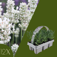 12 Witte lavendel planten - Lavendel angustifolia Edelweiss