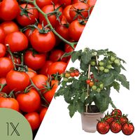 1 Cherrytomaat plant Ø14 cm ↕40 cm