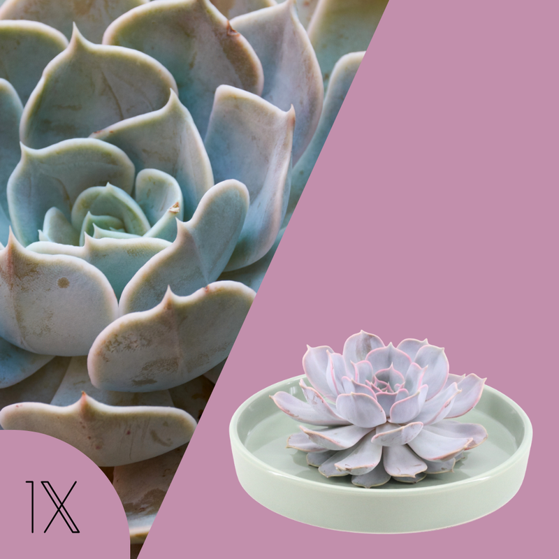 Echte Succulent Lila in groene keramiek schaal - Ø12-14 cm ↕5 cm - 1x Echeveria Lilacina - vetplant