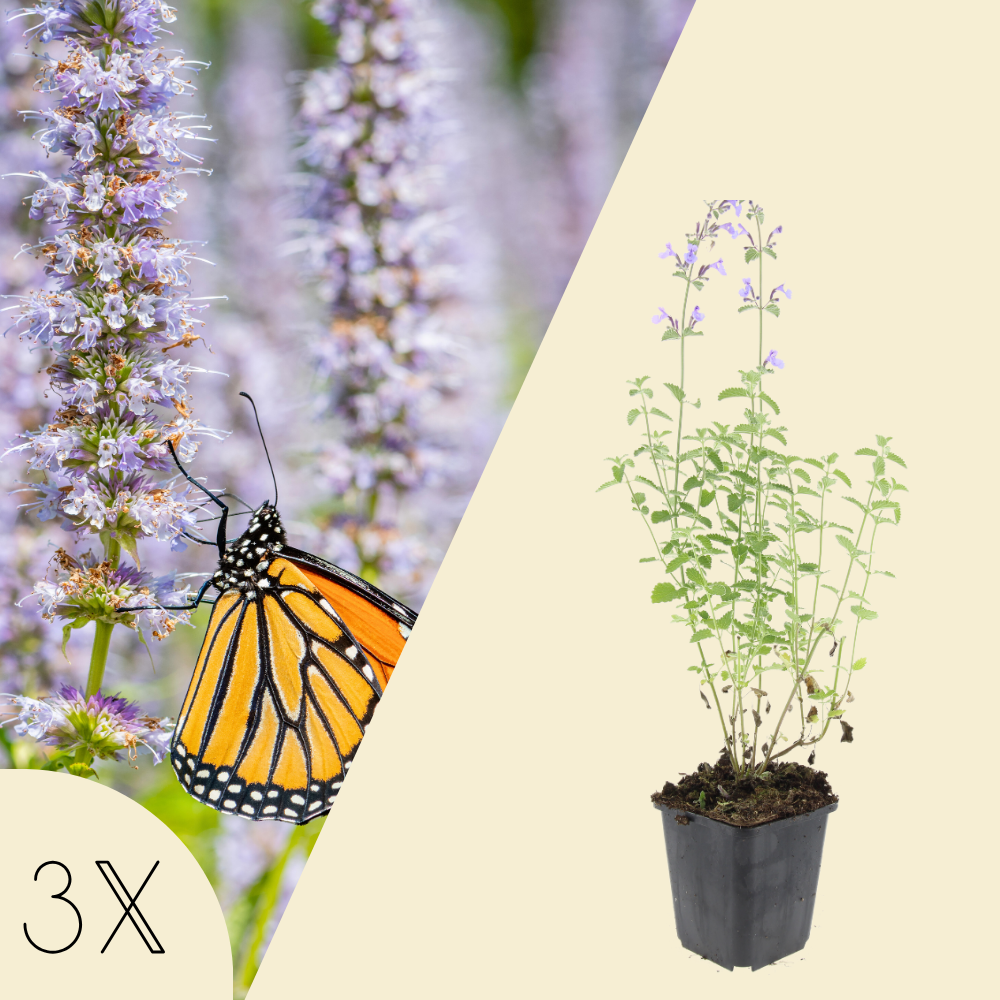 3 kattenkruid planten | Nepeta 'Walker's Low' | Tuinplanten | Planten