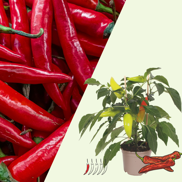 1 Mild chili plant Ø14 cm ↕40 cm