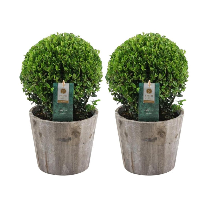 Set van 2 hulstplanten in bolvorm met houten sierpot - Ilex Crenata Jenny 20 cm diameter - 2 stuks