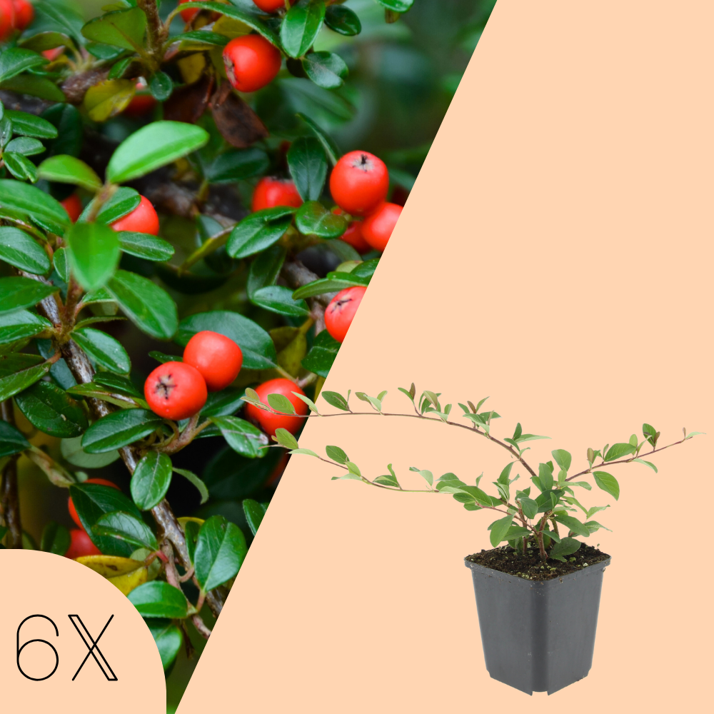 6 Dwergmispel Planten | Cotoneaster dammeri | Tuinplanten | Planten