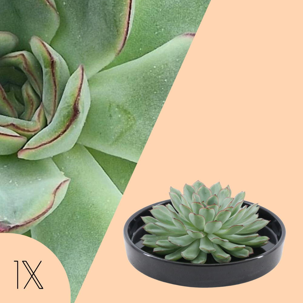 Echte Succulent groen in zwarte keramiek schaal - Ø12-14 cm ↕5 cm -1x Echeveria Pulidonis - vetplant