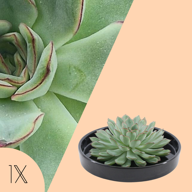 Echte Succulent groen in zwarte keramiek schaal - Ø12-14 cm ↕5 cm -1x Echeveria Pulidonis - vetplant