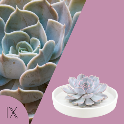 Echte Succulent Lila in witte keramiek schaal - Ø12-14 cm ↕5 cm - 1x Echeveria Lilacina - vetplant